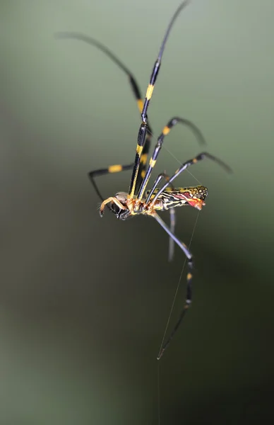 Eine süße Spinne im Netz — Stockfoto