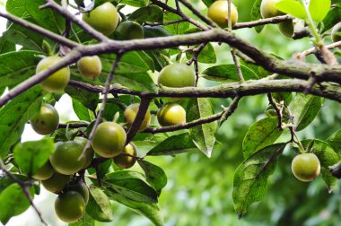 Turuncu Kamkat meyve Bahçe, yaz