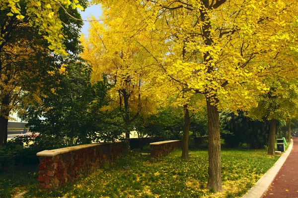 Landskap av gyllene folium ginkgo på hösten — Stockfoto