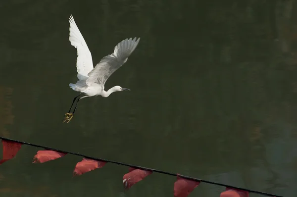 Bílý pták volavka roztáhl křídla za letu — Stock fotografie