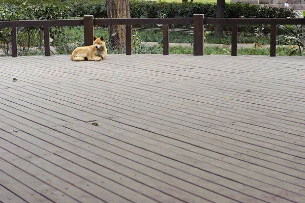 Ein brauner Hund saß auf dem Holzboden — Stockfoto