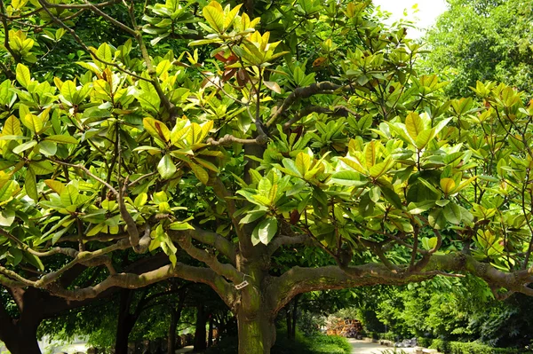 Fresco y refrescante bajo la sombra del árbol — Foto de Stock