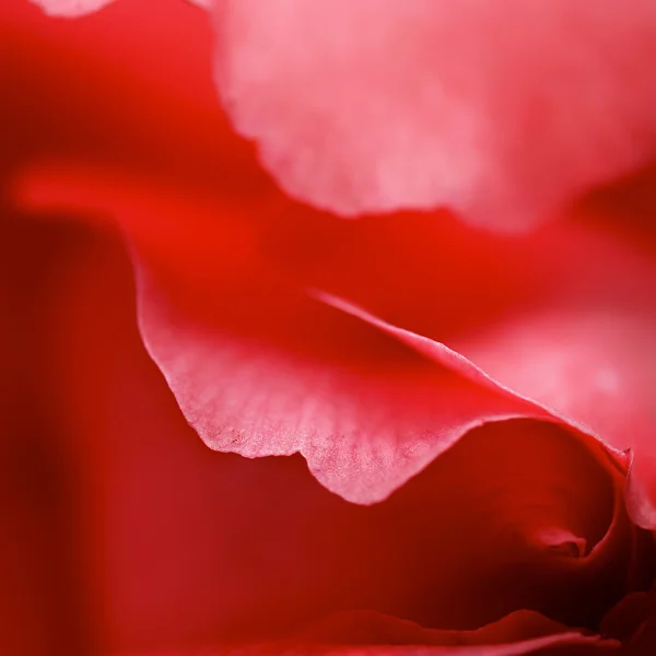 Vacker närbild av del ros — Stockfoto