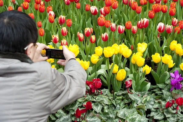 Człowiek jest fotografowanie tulipany — Zdjęcie stockowe