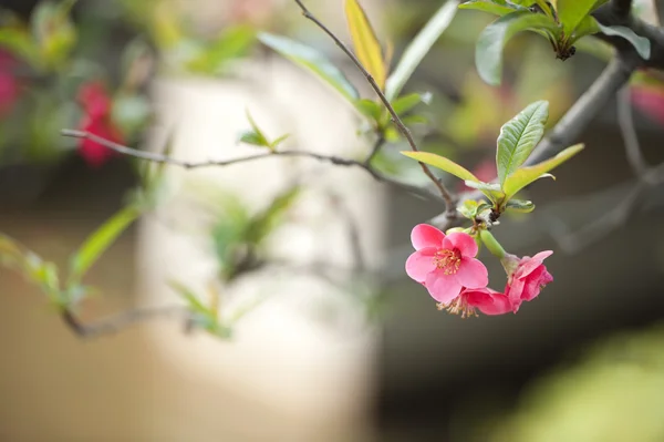 Fiore Scarlet Malus spectabilis — Foto Stock