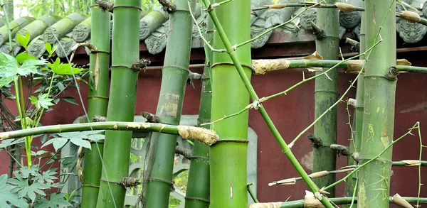 Los bosques de bambú — Foto de Stock