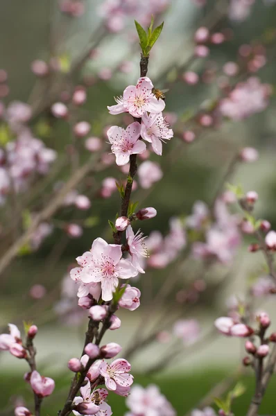 Rosa Pfirsichblüte — Stockfoto