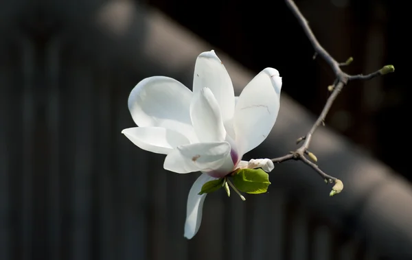 Magnolia denudata flower — Stock Photo, Image