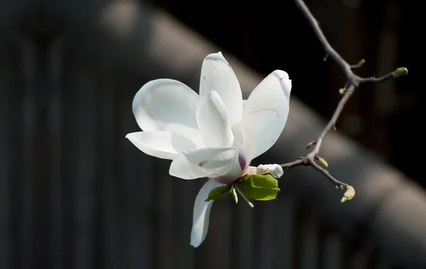 Magnolia denudata bloem — Stockfoto