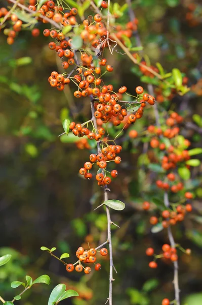 Vermelho fruto de ramnoides de Hippophae em um jardim — Fotografia de Stock