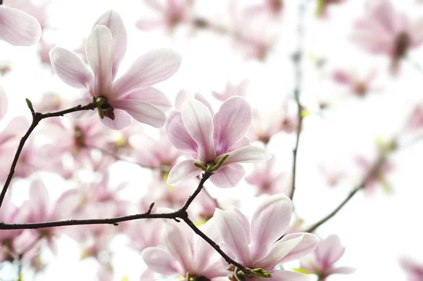 Hintergrundbeleuchtung Magnolie Denudata Blume — Stockfoto