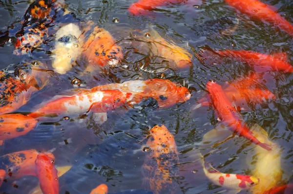 Schöne goldene Koi-Fische in den Fischteichen — Stockfoto