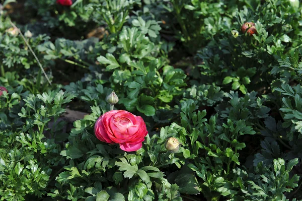 Ranunculus asiaticus flower — Stock Photo, Image