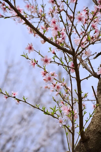 ピンクの桃の花 — ストック写真