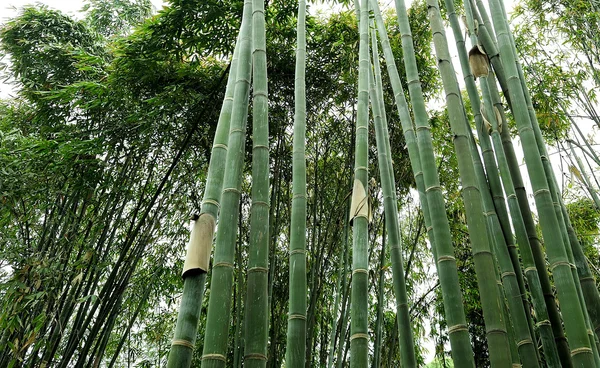 The bamboo groves — Stock Photo, Image