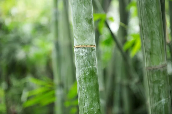 Les bosquets verts de bambous — Photo