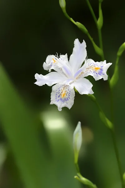 Una hermosa flor de iris de techo — Foto de Stock