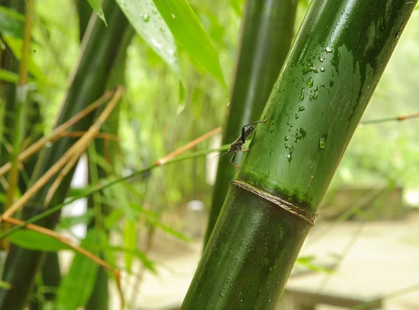 Insecto sobre bambú verde —  Fotos de Stock