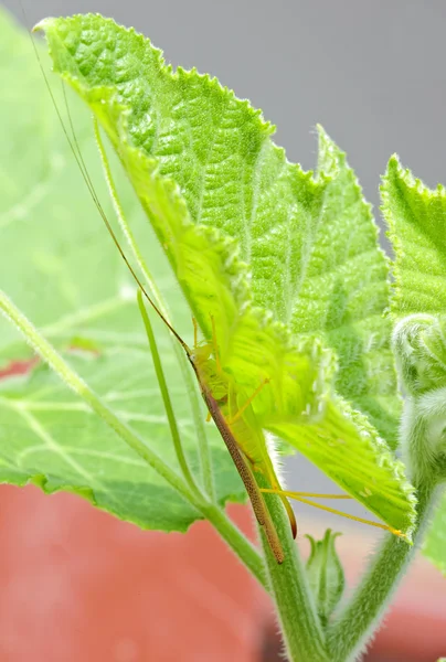 Eine niedliche Gottesanbeterin auf Blatt — Stockfoto