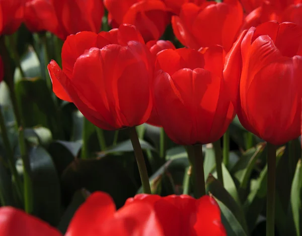 Bela flor tulipa vermelha — Fotografia de Stock
