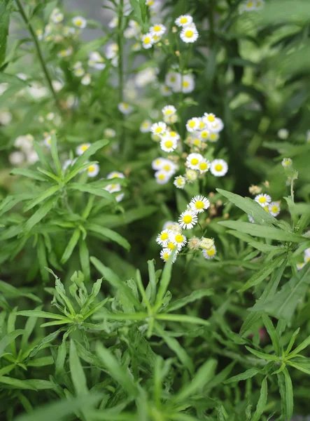 Marguerite dans le jardin — Photo