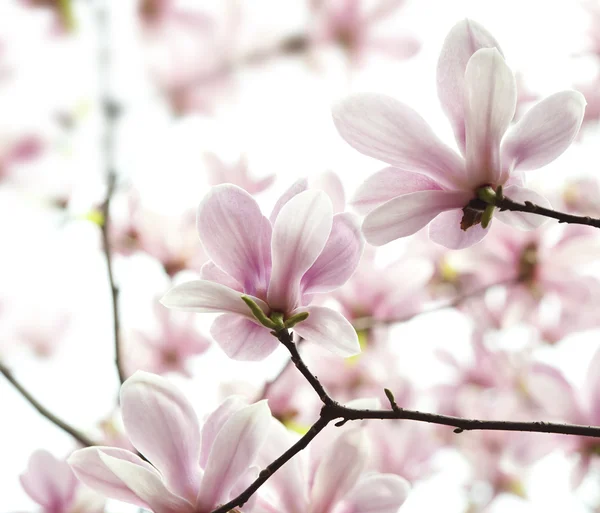 Hintergrundbeleuchtung Magnolie Denudata Blume — Stockfoto