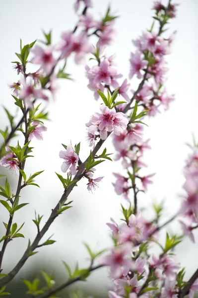 Rózsaszín peach blossom — Stock Fotó