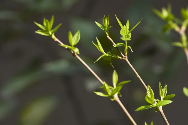 Inschrijving toppen van groenheid — Stockfoto