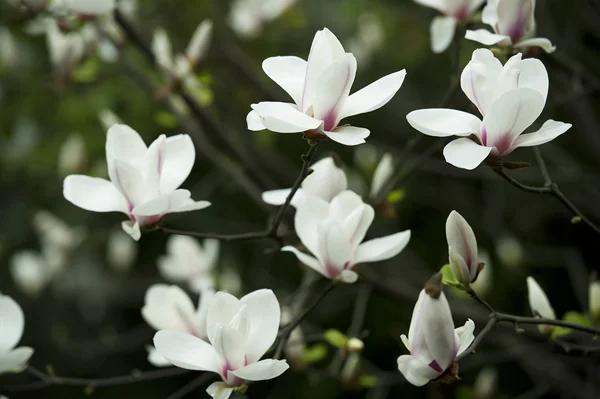 Magnolia denudata blomma — Stockfoto