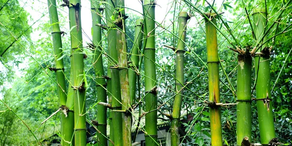 Den gröna bambu — Stockfoto