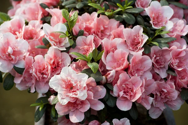 Różowy kwiat w ogrodzie w spring — Zdjęcie stockowe