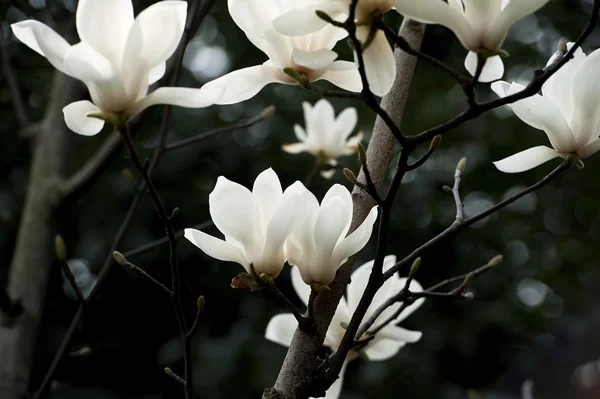 Magnolia denudata λουλούδι — Φωτογραφία Αρχείου