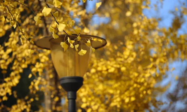 Paisaje de folio dorado ginkgo en otoño —  Fotos de Stock