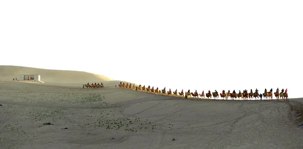 The camel train in the desert — Stock Photo, Image