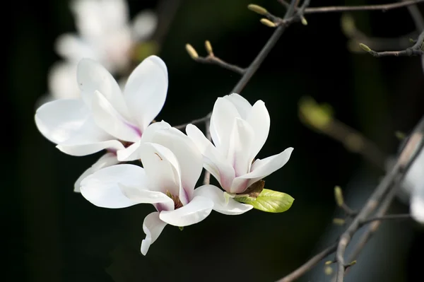 Magnolia denudata λουλούδι — Φωτογραφία Αρχείου