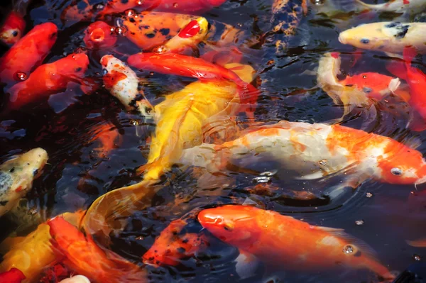 美丽的金色锦鲤鱼鱼池塘 — 图库照片