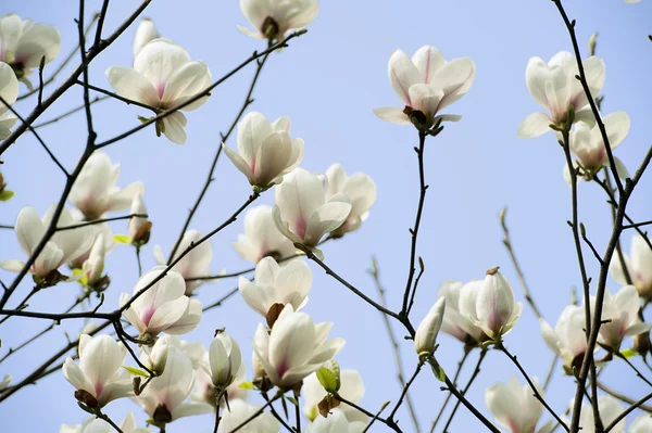 マグノリアの denudata の花 — ストック写真