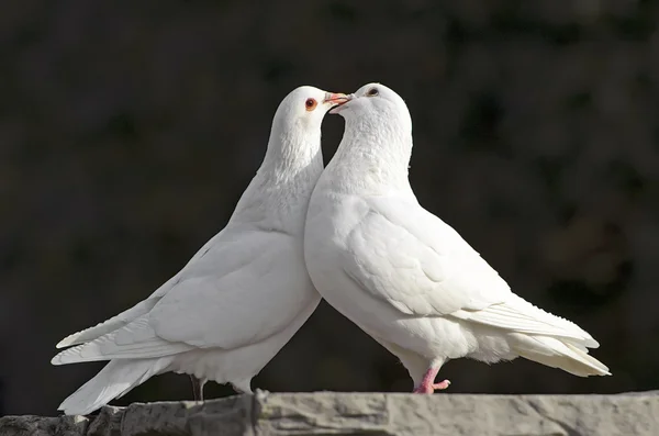 Zwei liebende weiße Tauben — Stockfoto