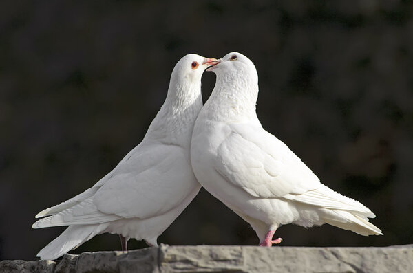 two loving white doves
