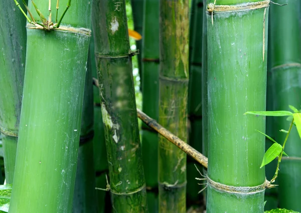 The green bamboo forest — Stock Photo, Image