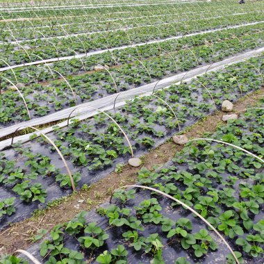 Genç çilek alanının satır