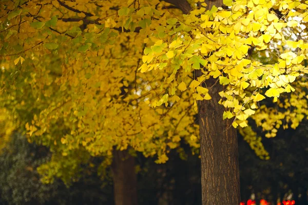 Paisaje de folio dorado ginkgo en otoño —  Fotos de Stock