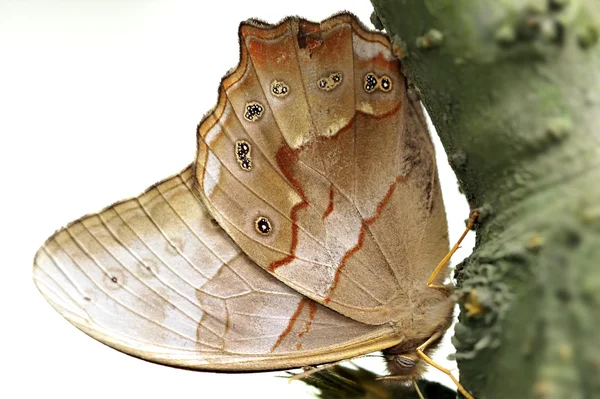 Una bella farfalla sul tronco . — Foto Stock