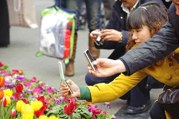 Девушка фотографирует тюльпаны — стоковое фото