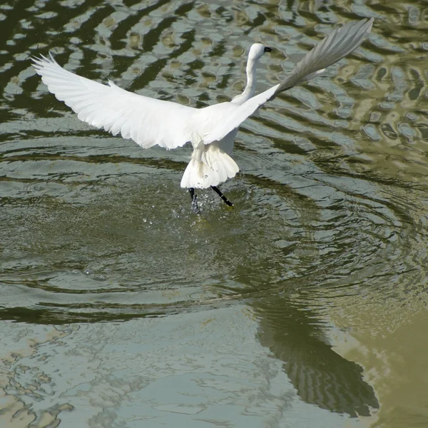 White egret estendeu suas asas em voo — Fotografia de Stock