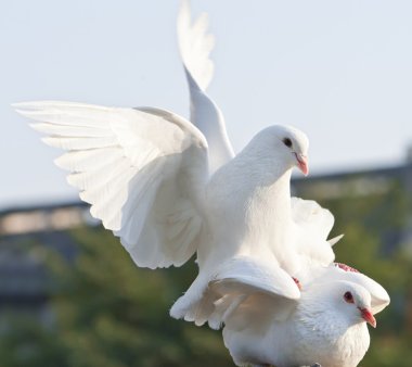 iki sevgi dolu beyaz güvercinler