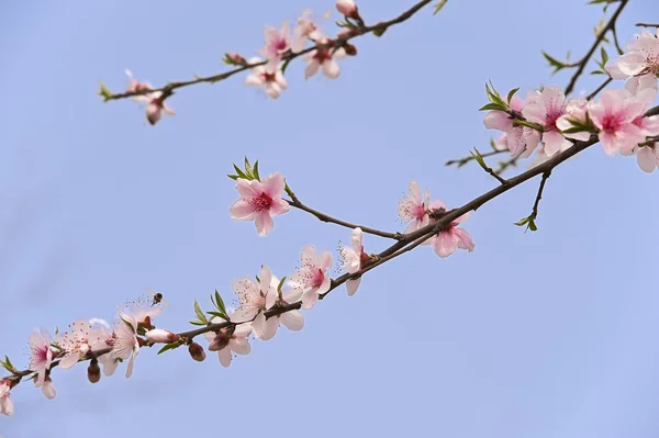 Квітка рожевого персика — стокове фото