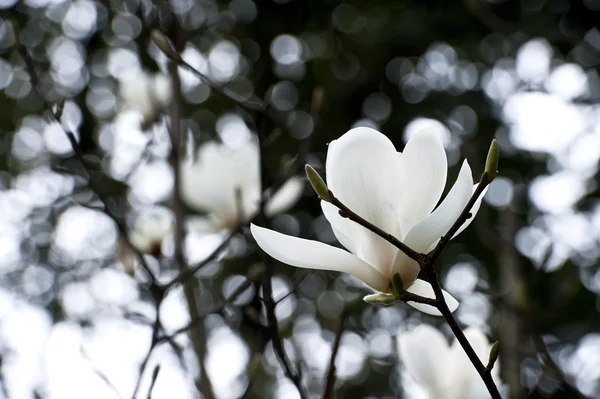 Magnolia denudata bloem — Stockfoto