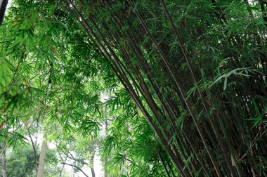 Yeşil Bambu grove