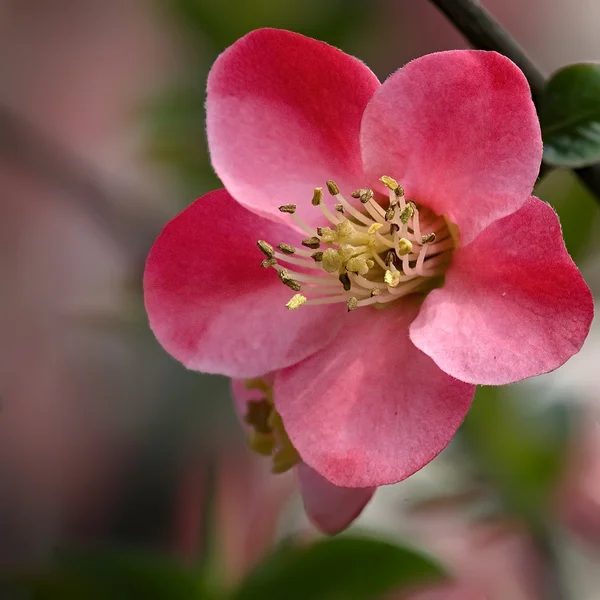 Piękna czerwona begonia kwiat — Zdjęcie stockowe